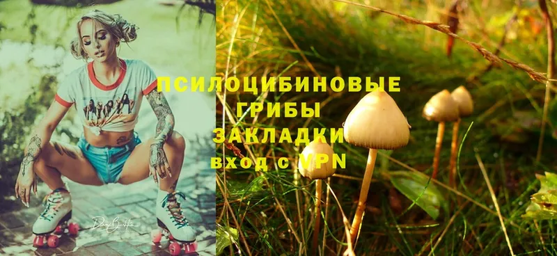 Галлюциногенные грибы Psilocybe  даркнет сайт  Велиж 